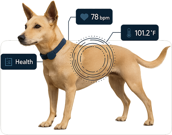 Pet health monitoring visualization