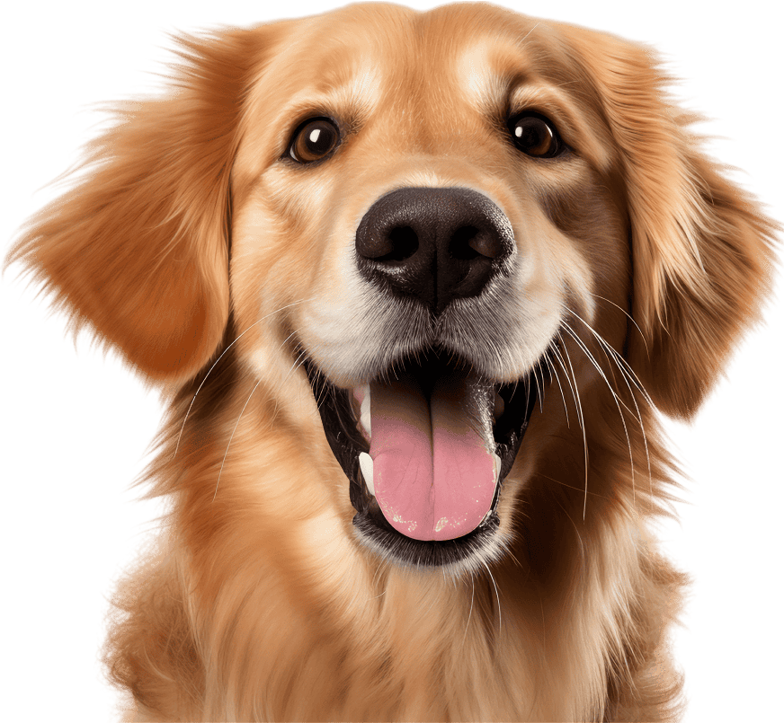 Happy pet using FURFIELD services